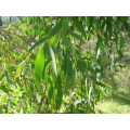 Huile Essentielle Eucalyptus Phyto Essentiel 