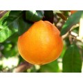 Huile Essentielle Orange  Phyto Essentiel 